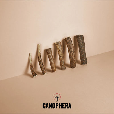 Canophera Rentiergeweih