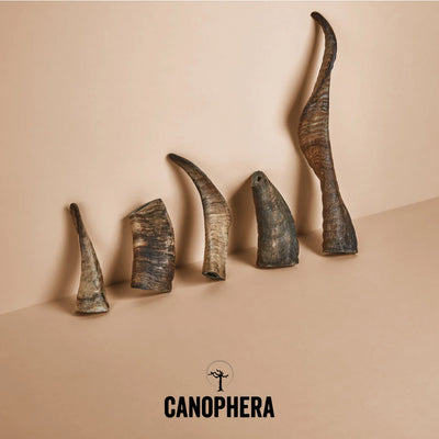 Canophera Schafshorn