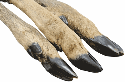 Getrocknetes Hirschunterbein mit Fell – XXL-Kauspaß & natürliche Darmpflege