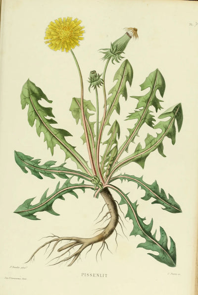 BIO Löwenzahnwurzel