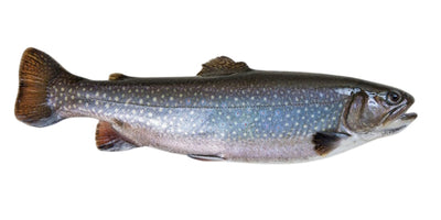 Ybbstaler Saibling gewolft (ganzer Fisch ohne Innereien) – 500g Alpentraum für Regional-Tour & Laden