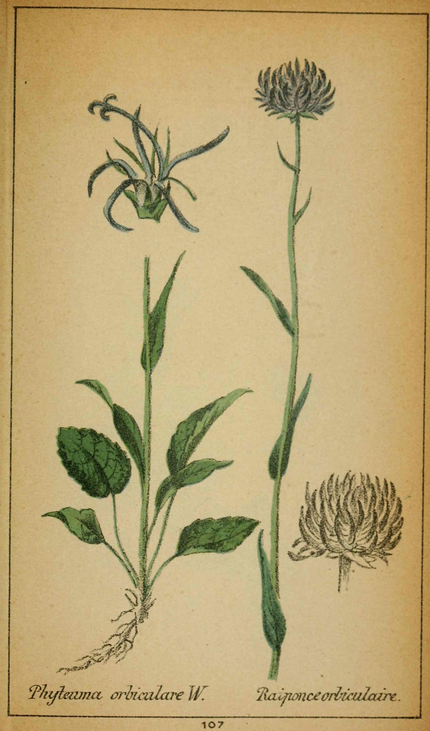 Bio Teufelskralle