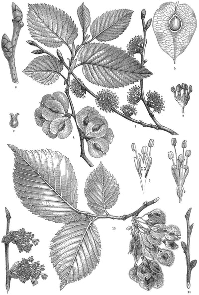 BIO-Ulmenrinde Slippery Elm Bark (SEB)