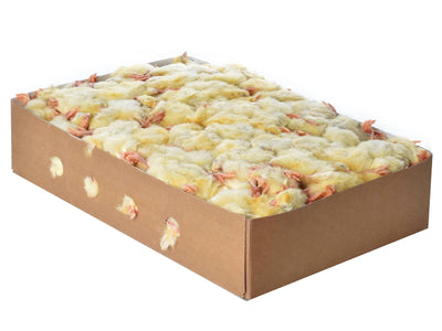 Gefrorene Eintagsküken – Naturnahes & nährstoffreiches Frostfutter (Regionaler Lieferkreis)