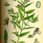Bio-Helmkraut gemahlen