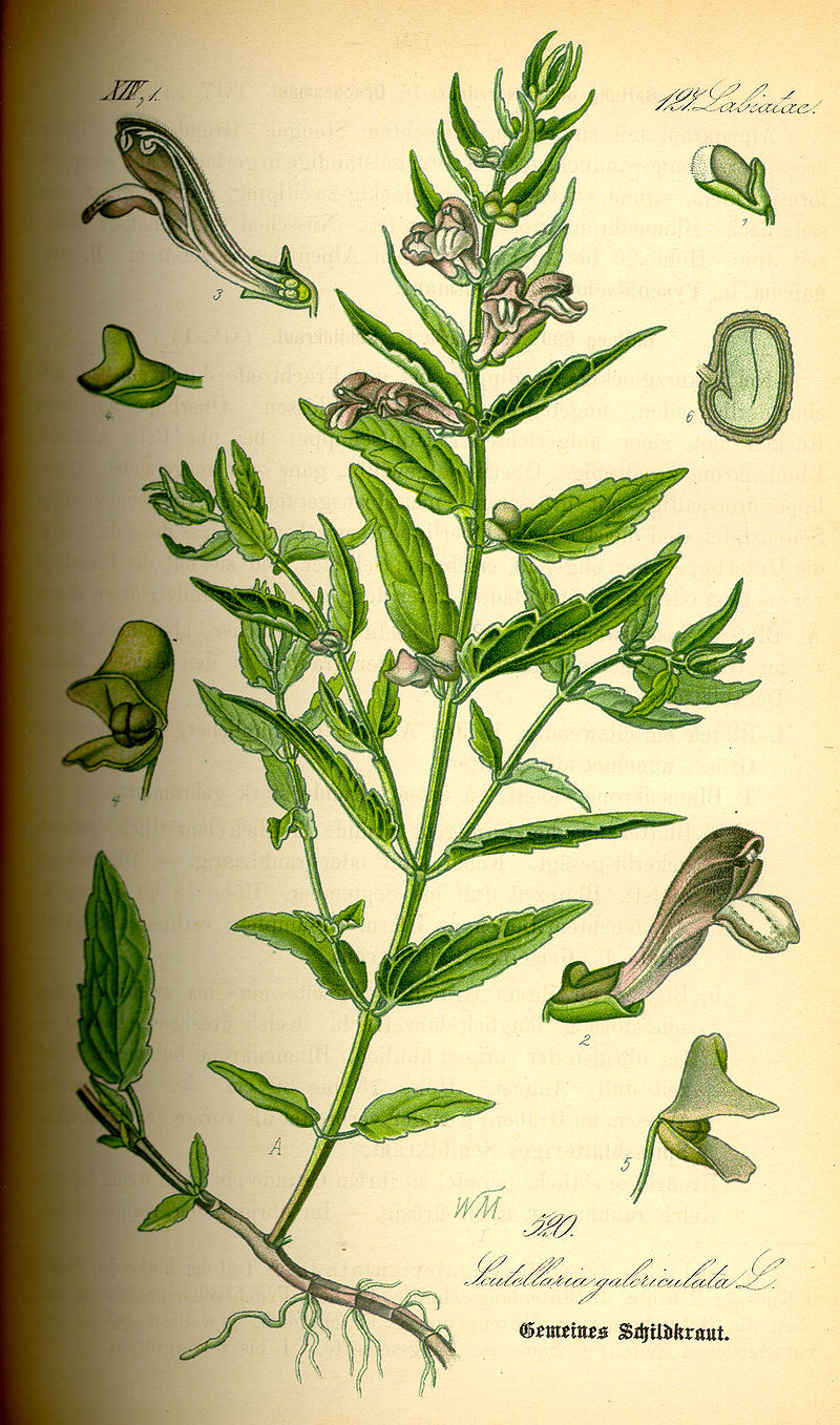 Bio-Helmkraut gemahlen