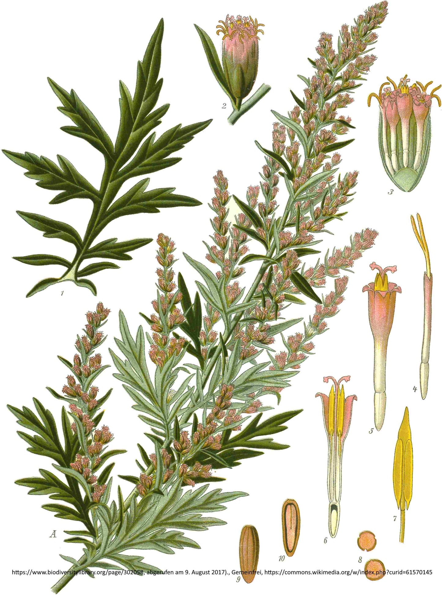 BIO Beifusskraut