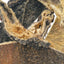 Rinderpansen getrocknet 500 Gr.