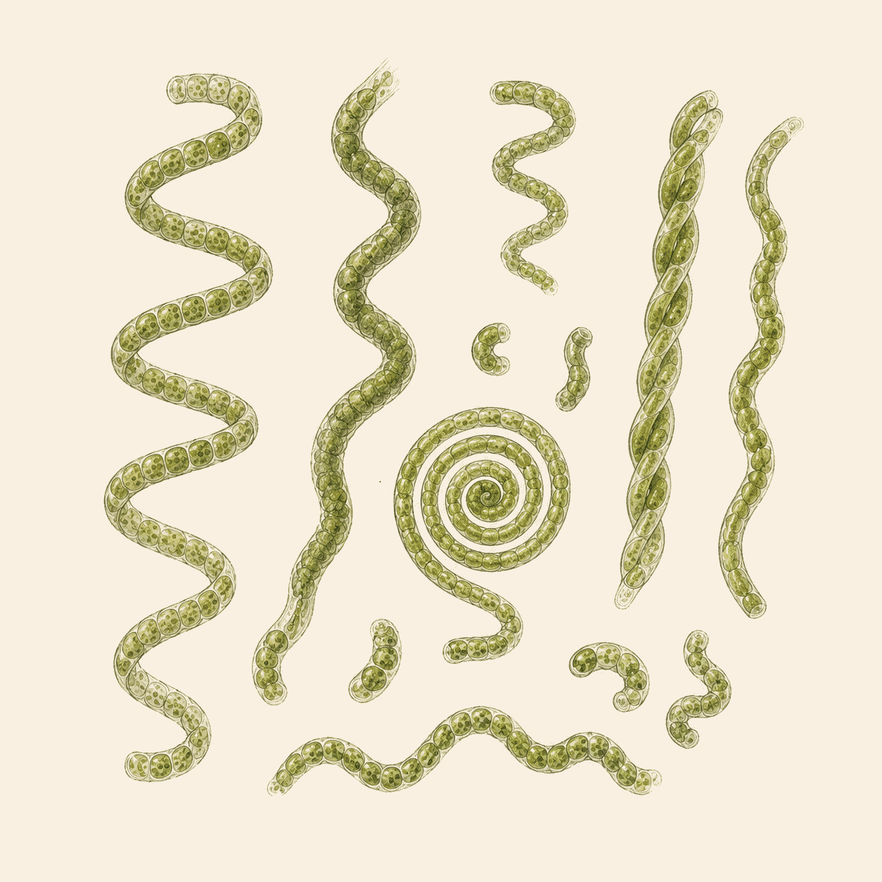 RB Spirulina