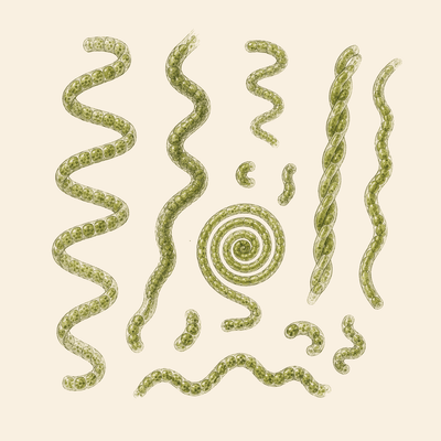 RB Spirulina