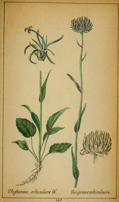 Bio Teufelskralle